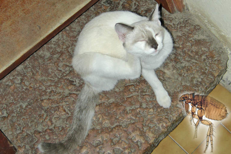 pulci