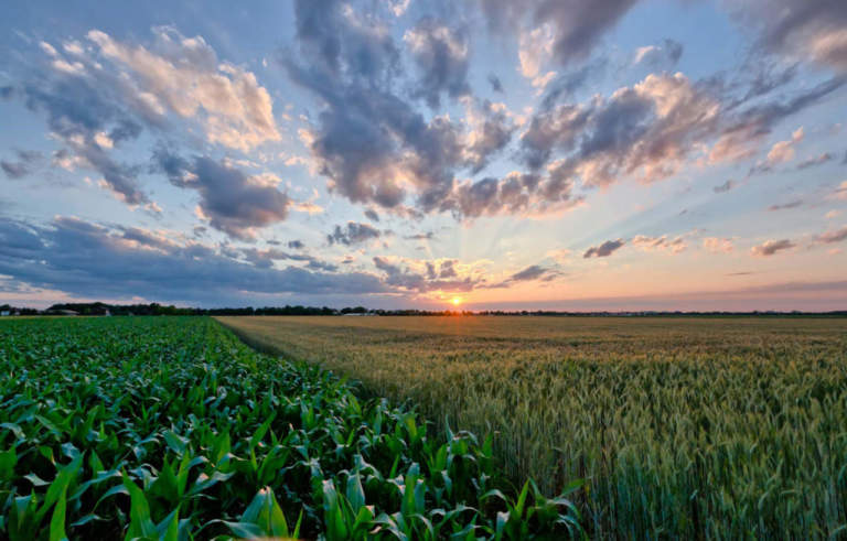 azoto fertilizzante