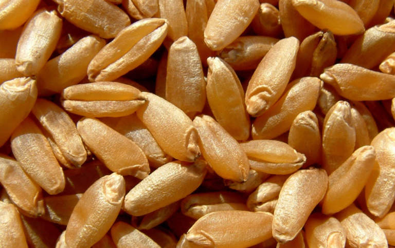 sementi