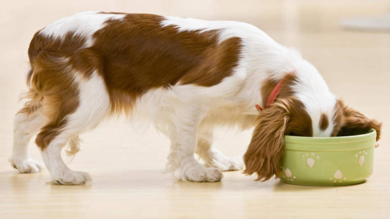 mangimi per cane