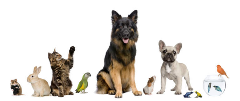 animali da compagnia portale
