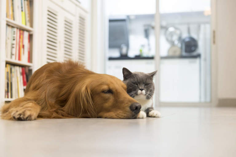 animali da compagnia