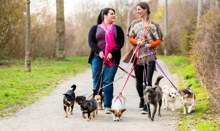 pet economy