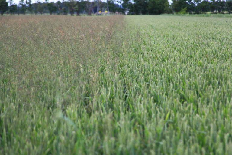 dicotiledonicida joystick di sapec agro italia