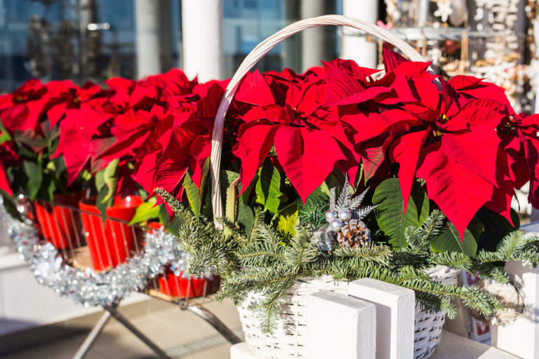 poinsettia, alias la stella di natale