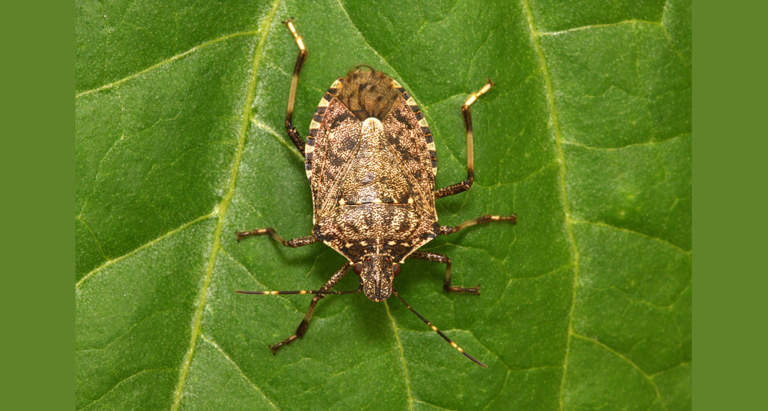 cimice asiatica