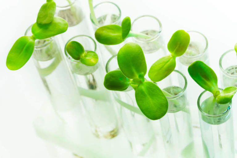 mercato biostimolanti