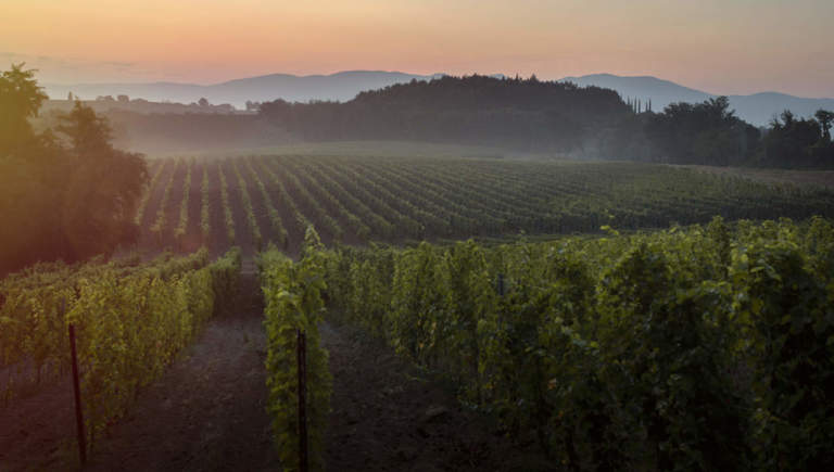 Nutrire il vigneto, il nuovo progetto di Eurochem