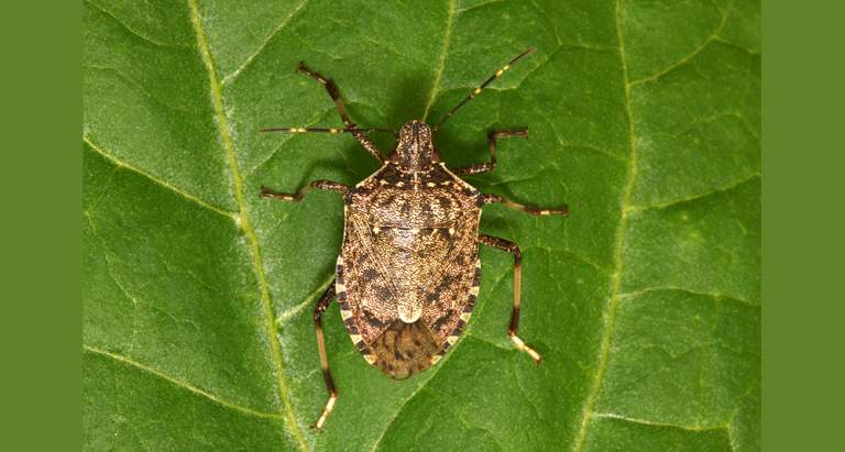 cimice asiatica