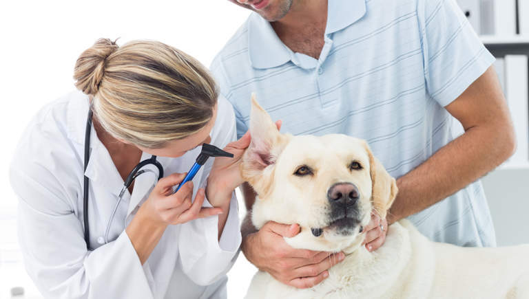 possessori di animali domestici