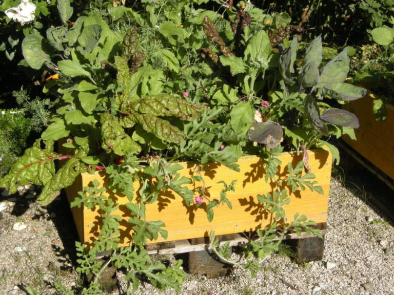 sementi hobbystiche