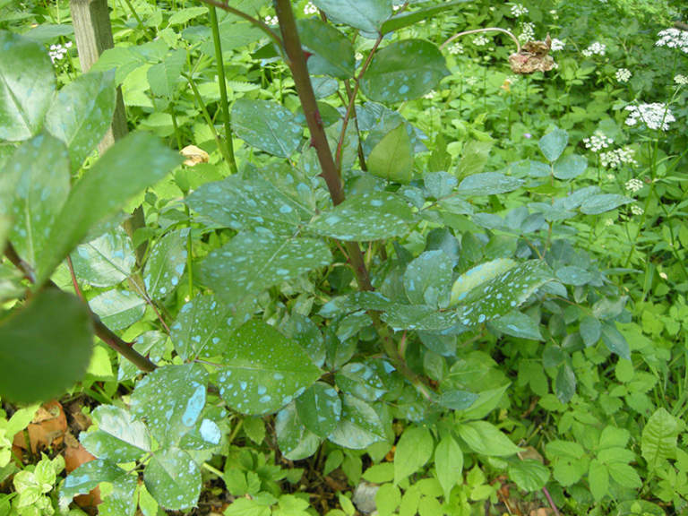 difesa orto e giardino