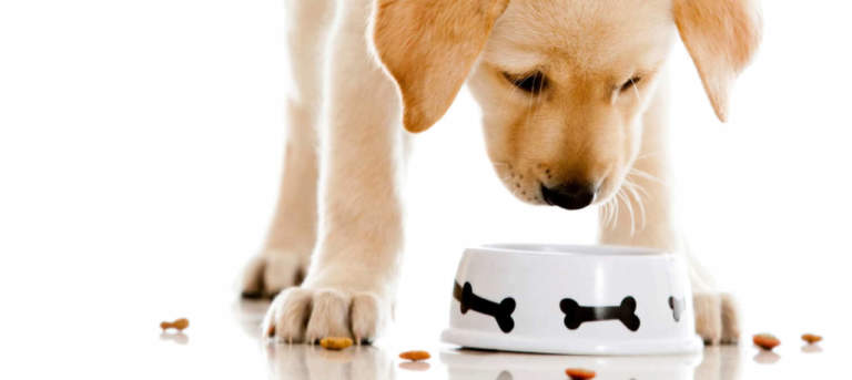 acquisti online animali