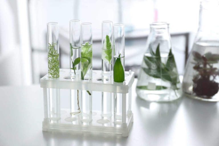 biostimolanti mercato