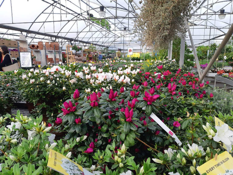 garden center piante