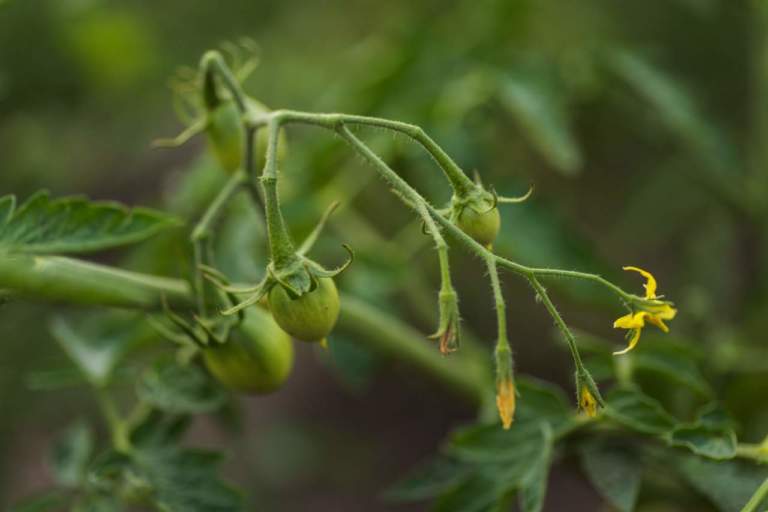 pomodoro
