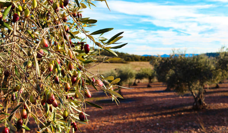 biostimolanti per olivo
