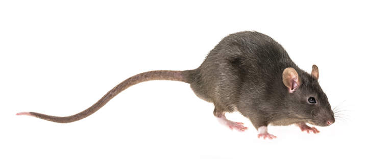 rodenticidi