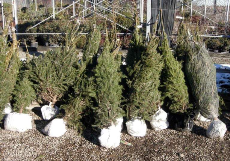 albero di natale