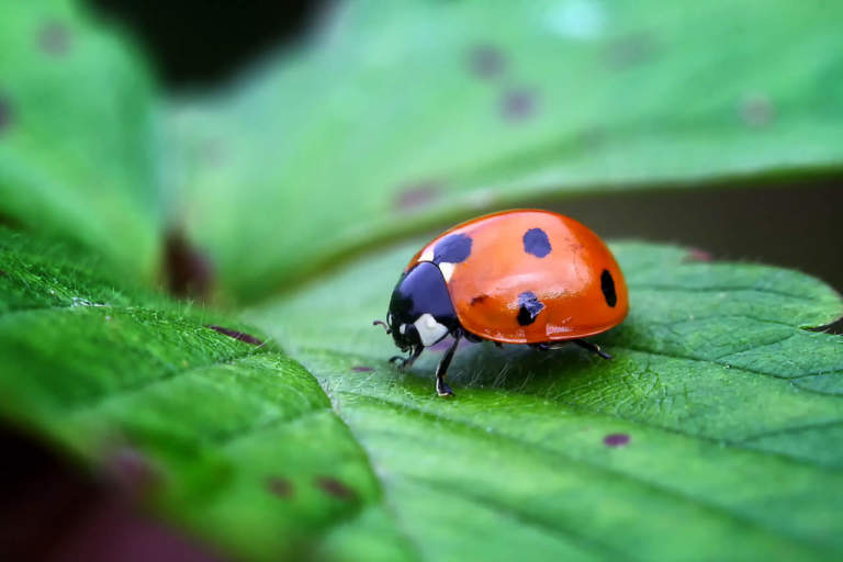 biocontrollo