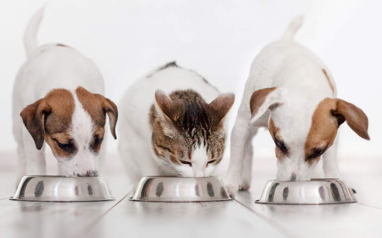 mercato petfood