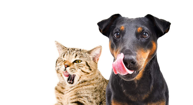 concorrenza nel mercato pet food