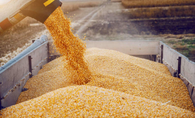 cereali autunno vernini