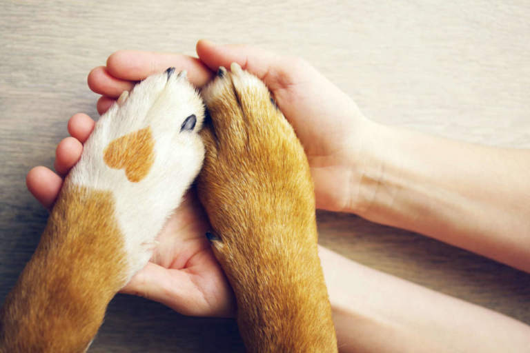 pet trend