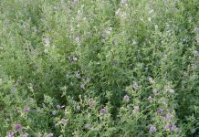 Seme di erba medica, revisione al ribasso sul prezzo