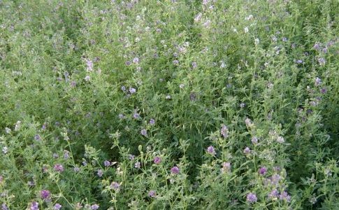 Seme di erba medica, revisione al ribasso sul prezzo