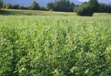 Seme di erba medica, c’è il nuovo prezzo