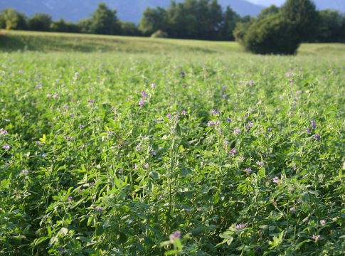 Seme di erba medica, c’è il nuovo prezzo