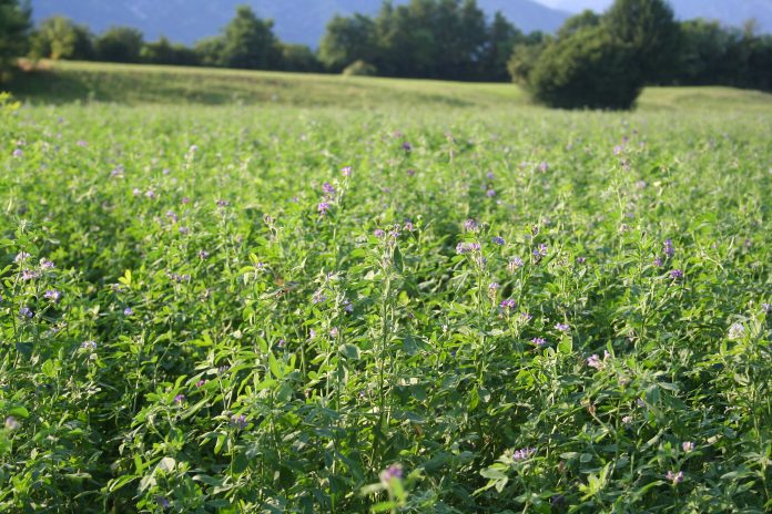 campo di erba medica in fiore