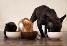 La “pet economy” sale sempre più su
