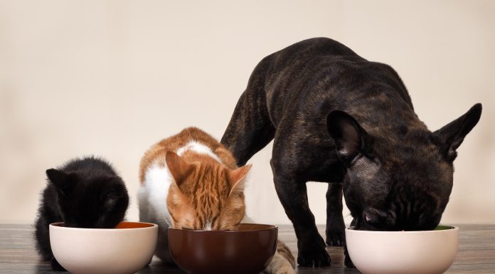 La “pet economy” sale sempre più su