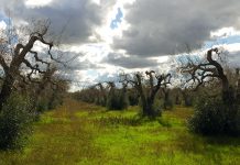 Xylella e agrofarmaci bio, la strada è ancora lunga