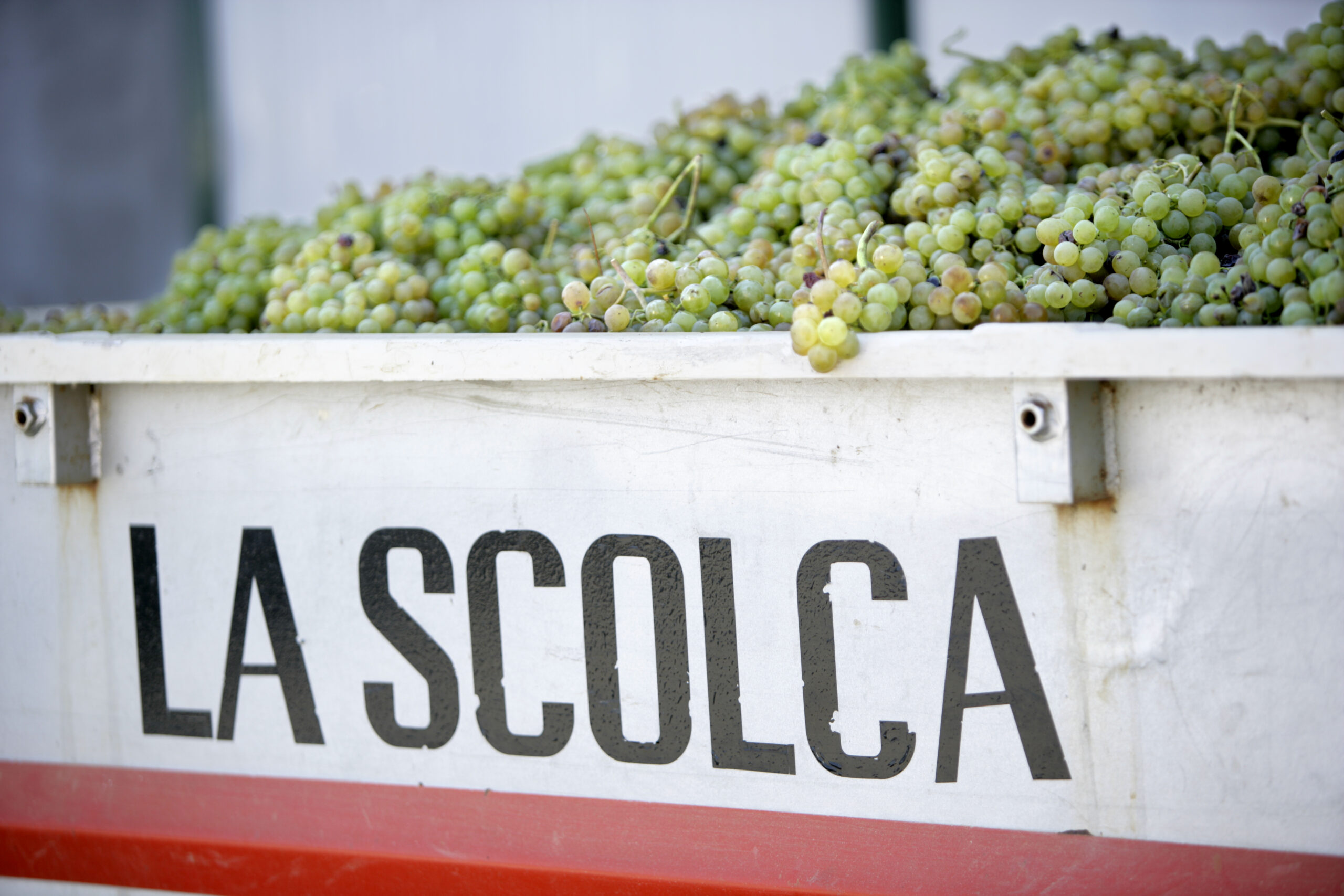 Vendemmia, harvest, of white Cortese grapes at La Scolca Winery in Gavi, Piedmont, Italy.