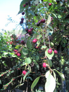 Di Leonora Enking - Flickr: Aronia berries, CC BY-SA 2.0, https://commons.wikimedia.org/w/index.php?curid=29925086