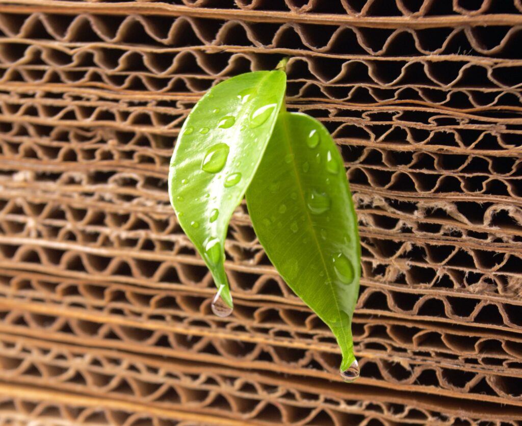 Sprout from a cardboard pile