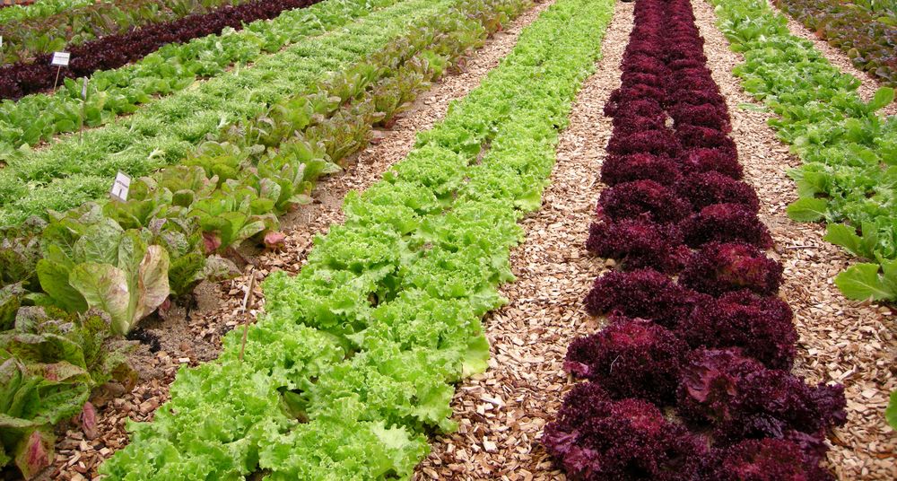Organic vegetable field