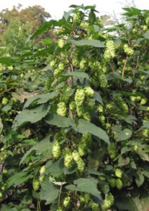 "Hop bloemen vrouwelijke plant Humulus lupulus female" di Rasbak - Opera propria. Con licenza CC BY-SA 3.0 tramite Wikimedia Commons