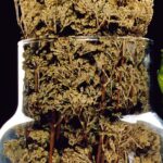 origano secco e basilico fresco in contenitori vetro pizza ALIPIZ003CK04.eps