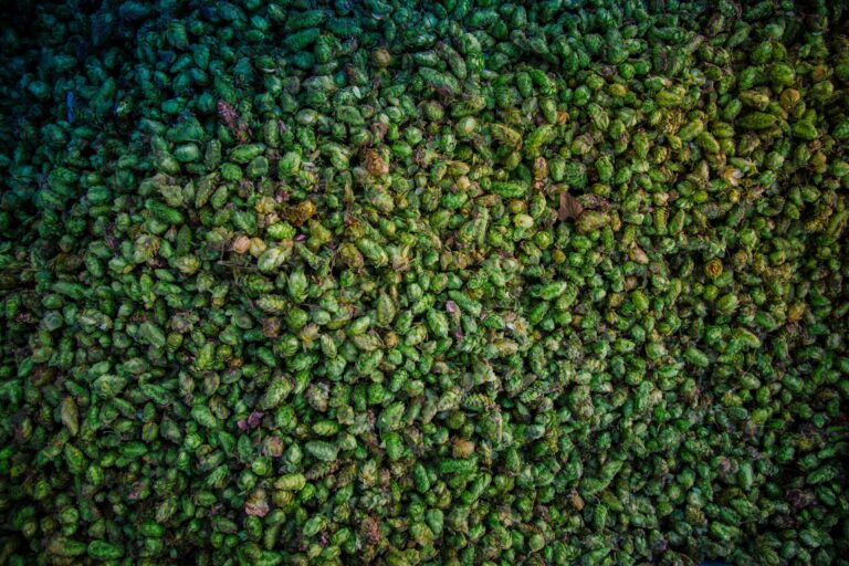 International Beer Day