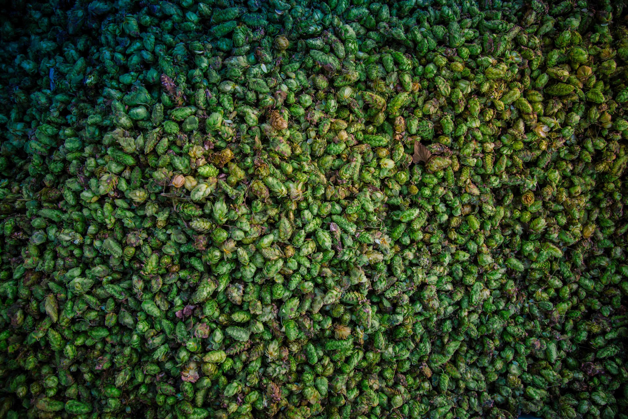 International Beer Day