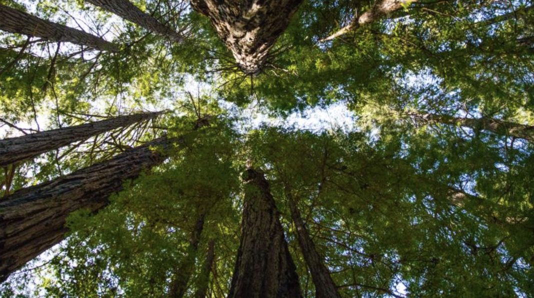 FedrelegnoArredo_EUDR