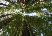 EUDR, la soddisfazione di FederlegnoArredo