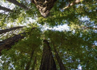 EUDR, la soddisfazione di FederlegnoArredo