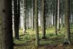 FORESTE