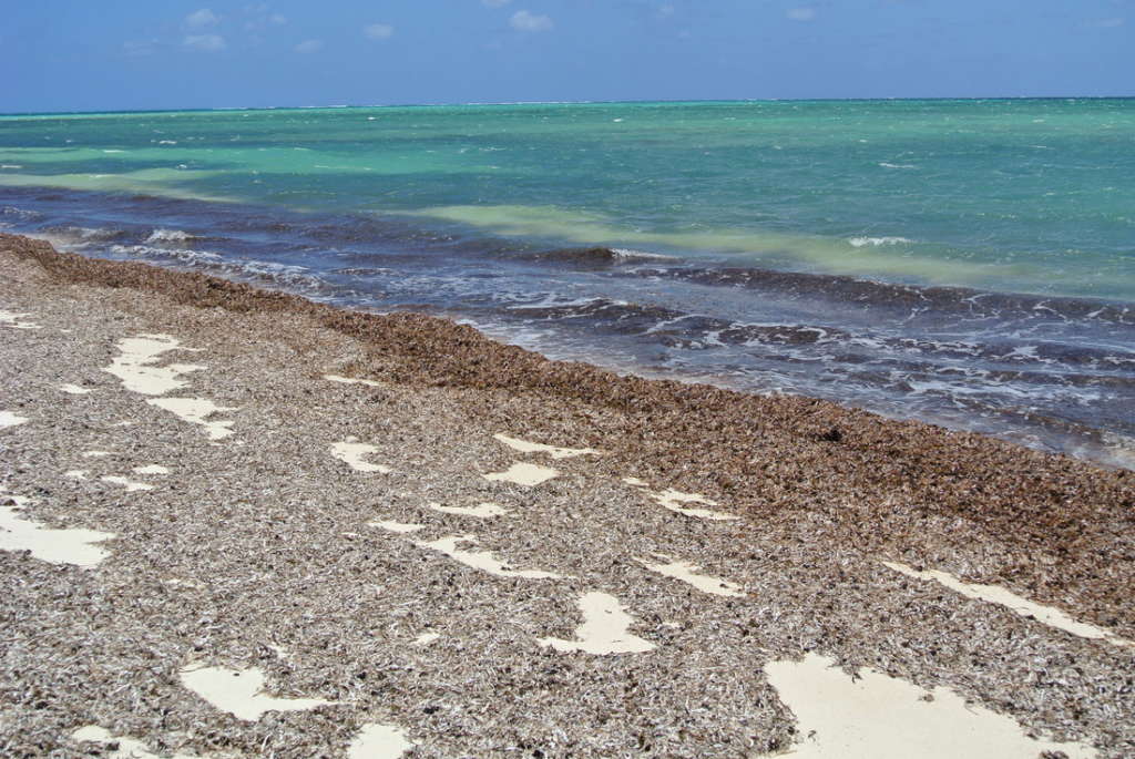 Circolare minAmbiente Posidonia