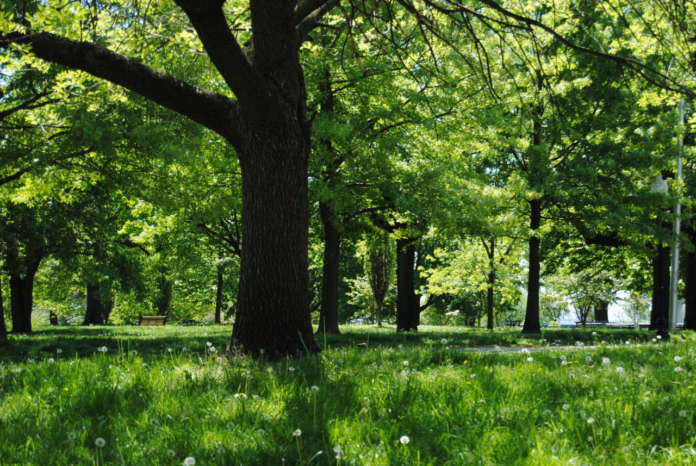 Cam per il verde pubblico